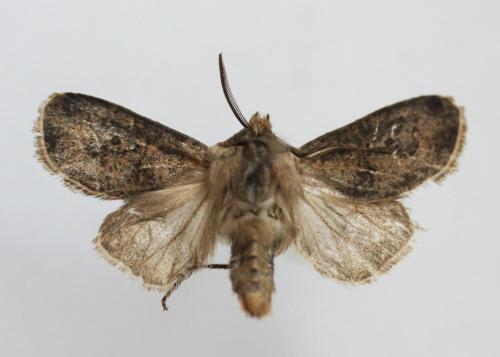 Agrotis clavis